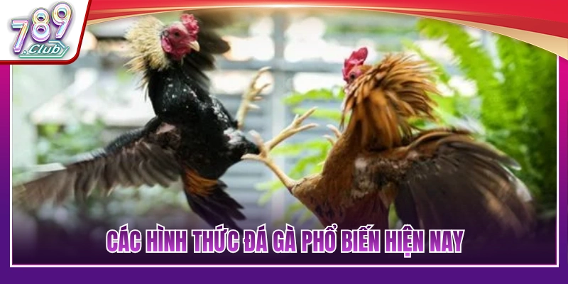 Top Kinh Nghiệm Cá Cược Đá Gà Đỉnh Cao Từ Các Sư Kê Lâu Năm 2 Những thể loại chọi gà thịnh hành nhất thị trường